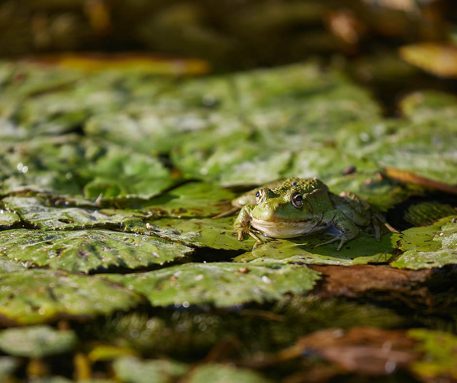 Gros plan d'une grenouille posée sur des feuilles flottantes dans une zone humide, illustrant la richesse de la biodiversité de ces écosystèmes aquatiques.