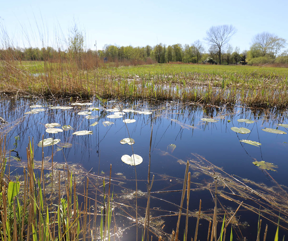 Paysage naturel d'une zone humide avec des nénuphars flottant sur l'eau, entourée de roseaux et d'une végétation dense sous un ciel dégagé.